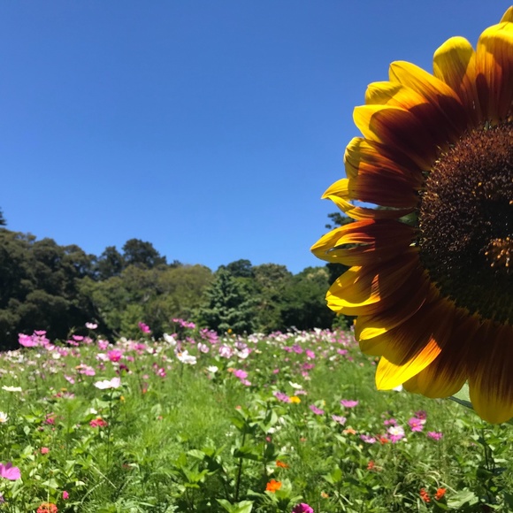 Meet your Posher, Ines - Picture 1 of 1